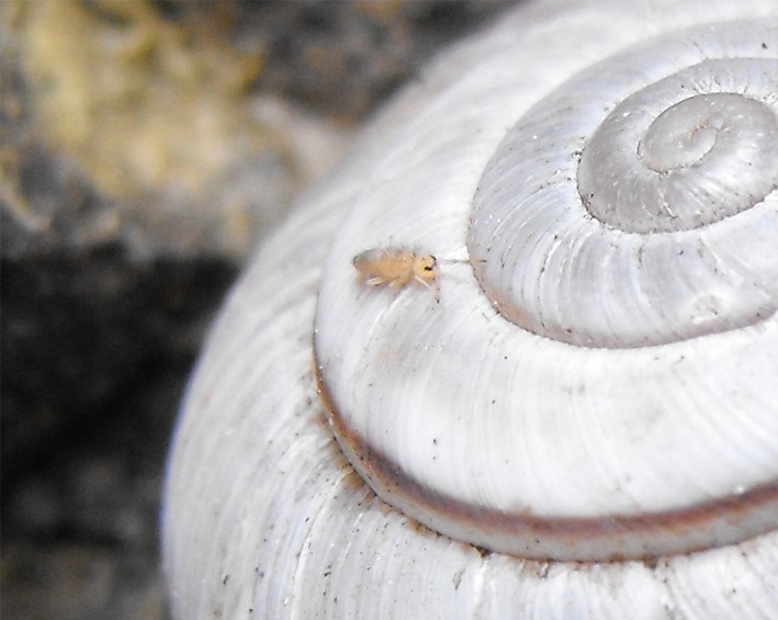 Collembolo  su Chilostoma cingulatum del Pasubio